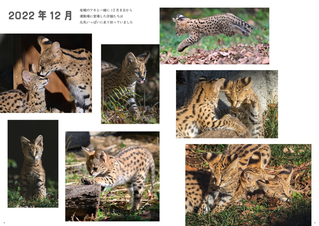 ちびっこ顔芸猫