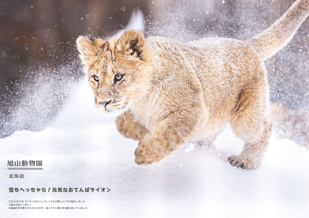 ちびっこ顔芸猫