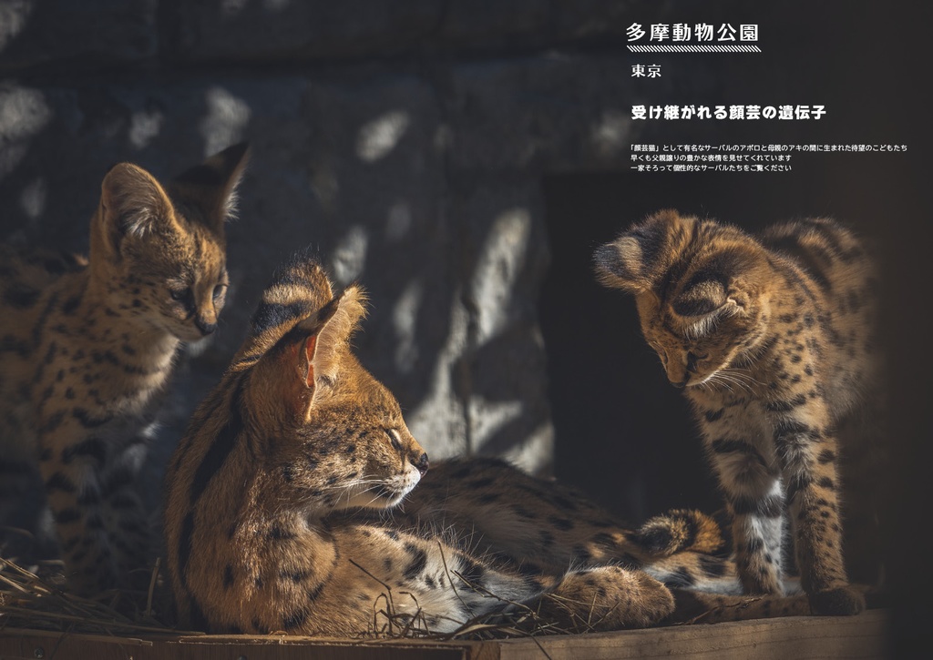 ちびっこ顔芸猫