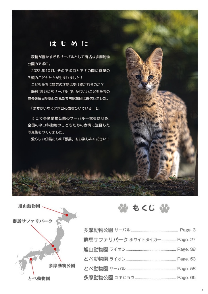 ちびっこ顔芸猫