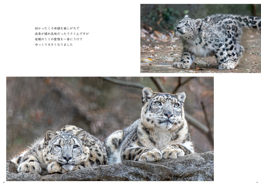 ちびっこ顔芸猫