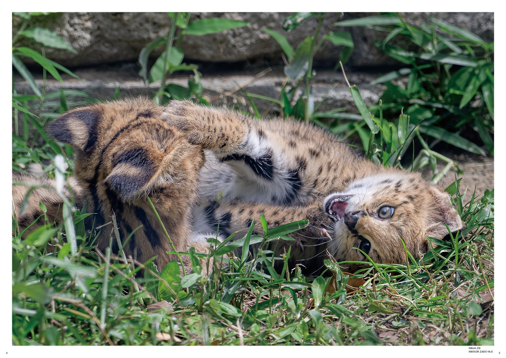 まいにちサーバル2024