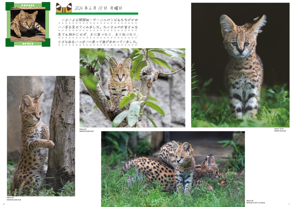 まいにちサーバル2024