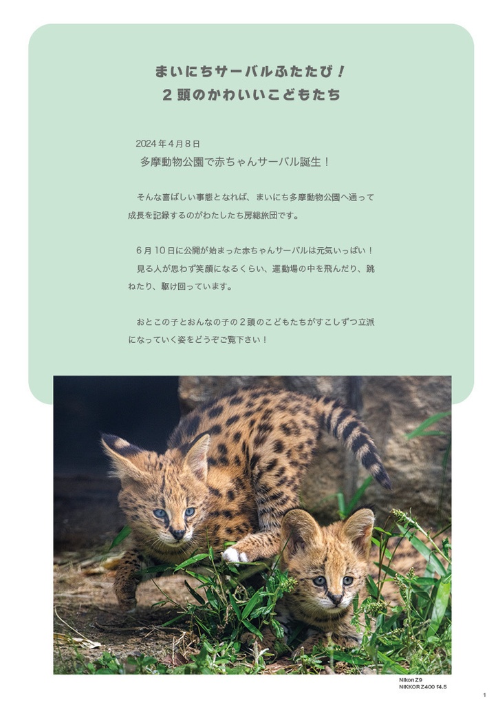 まいにちサーバル2024