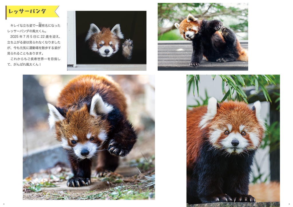 千葉市動物公園のおもいで