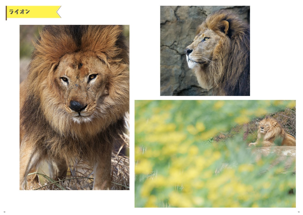 千葉市動物公園のおもいで