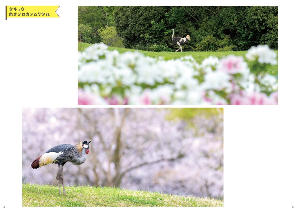 千葉市動物公園のおもいで