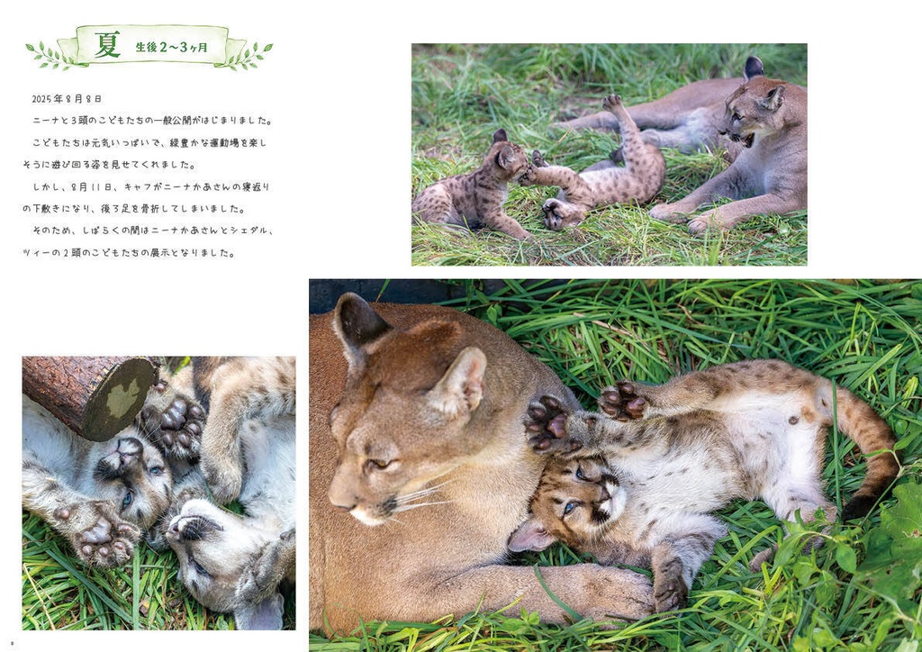 どうぶつ写真集 ピューマ五連星だべ