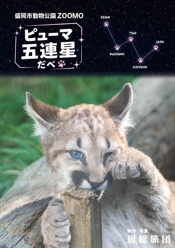どうぶつ写真集　ピューマ五連星だべ