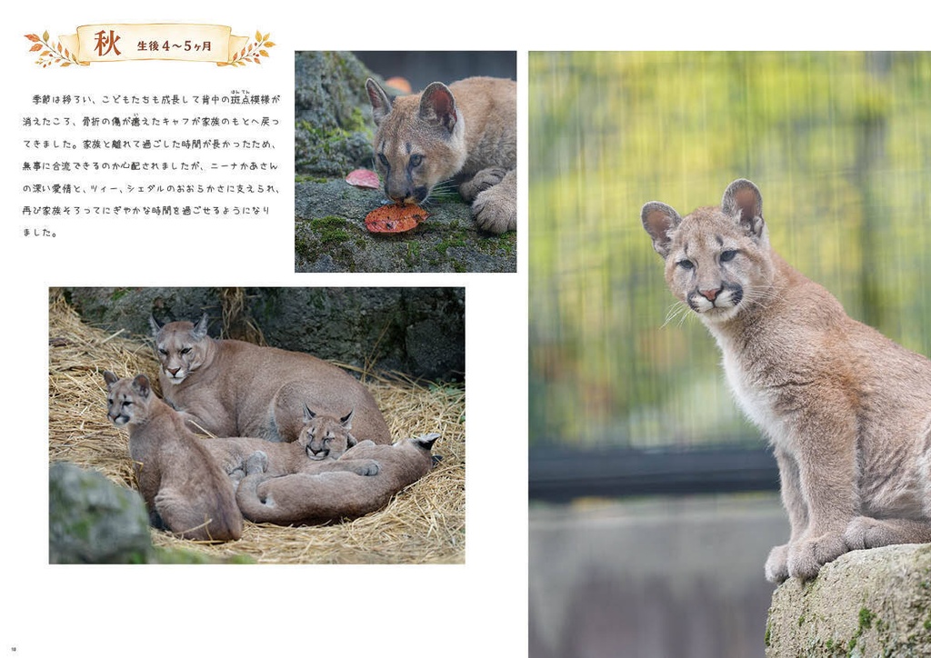 どうぶつ写真集 ピューマ五連星だべ