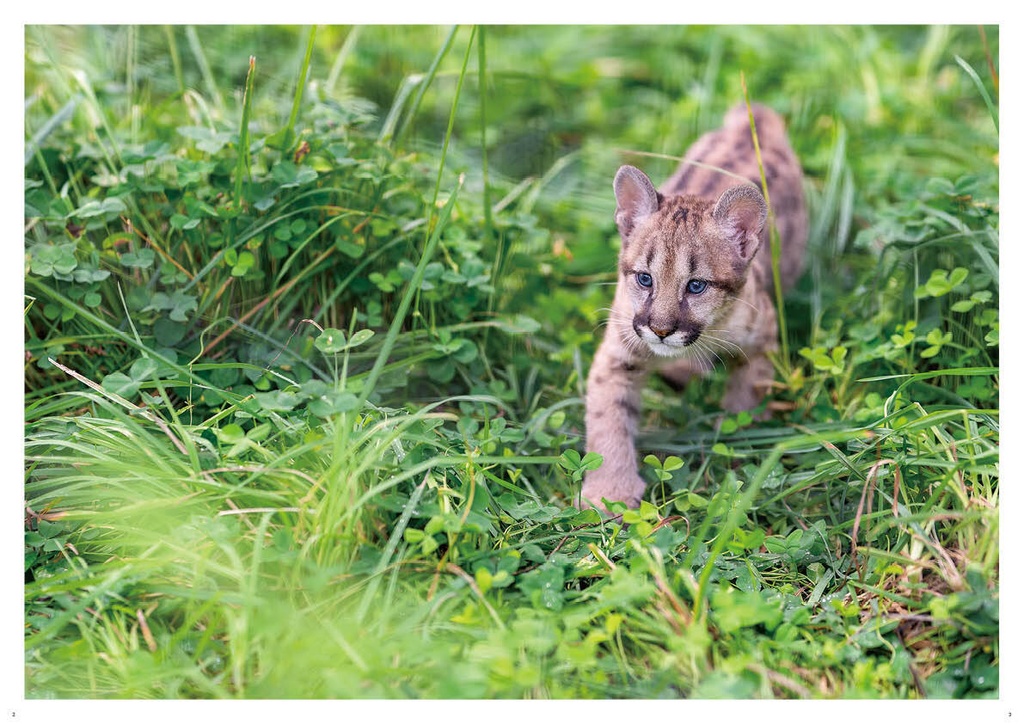 どうぶつ写真集 ピューマ五連星だべ