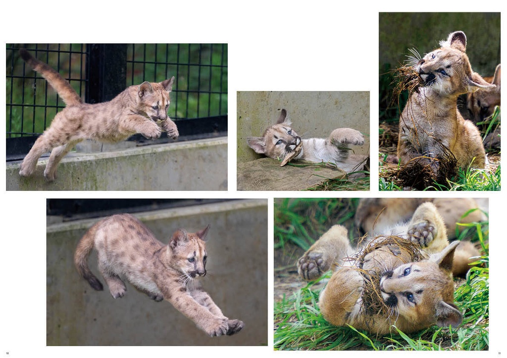 どうぶつ写真集 ピューマ五連星だべ