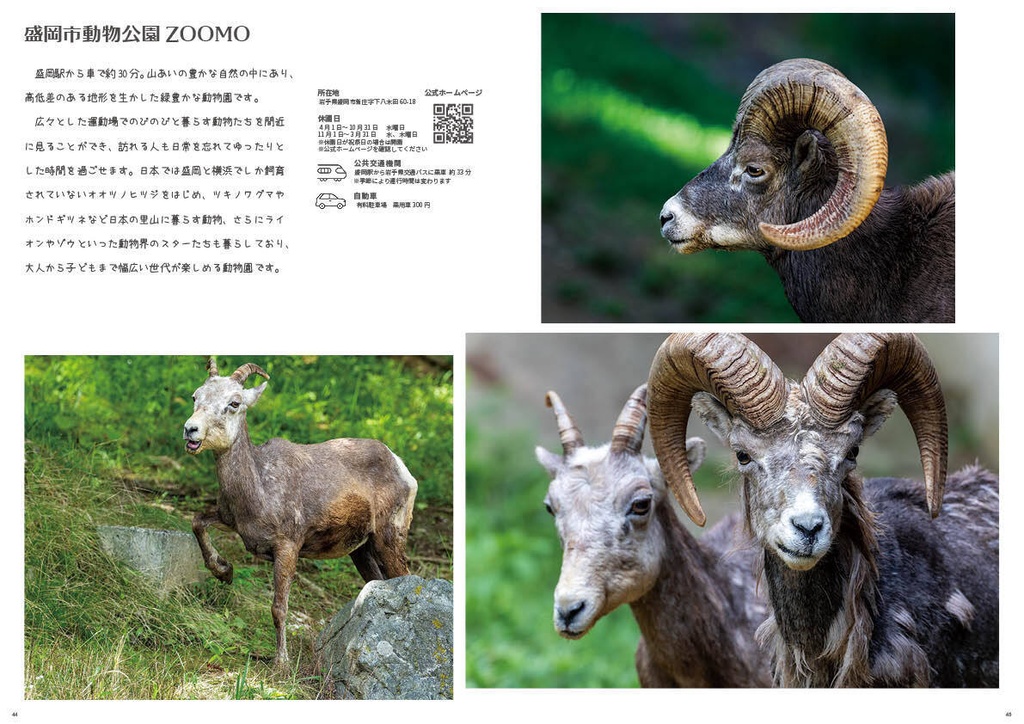 どうぶつ写真集 ピューマ五連星だべ