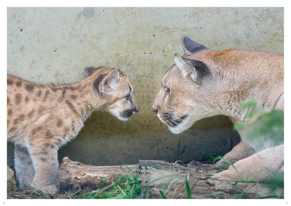 どうぶつ写真集 ピューマ五連星だべ