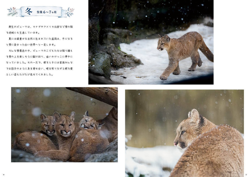 どうぶつ写真集 ピューマ五連星だべ