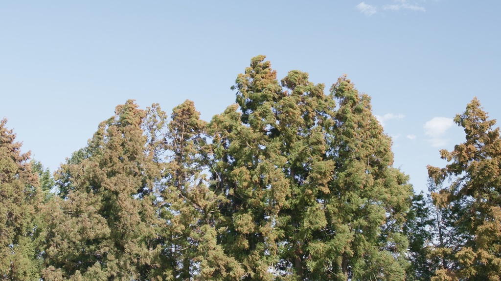 仕事中、花粉症でくしゃみが止まらないさなつんさん Nonstop Hay Fever Sneezes During Work — Sanatsun’s Day