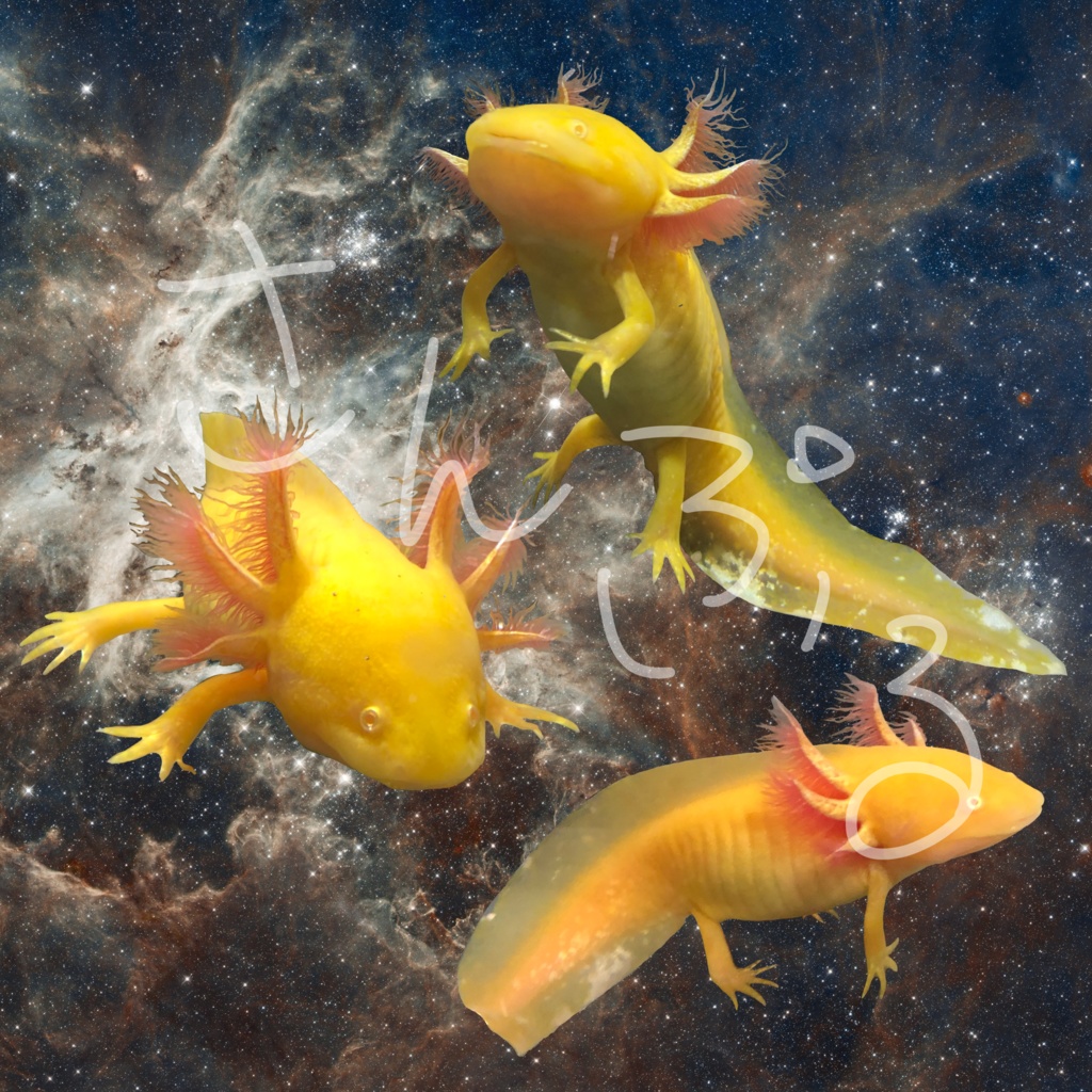 スペースサラマンダー Tシャツ 特盛