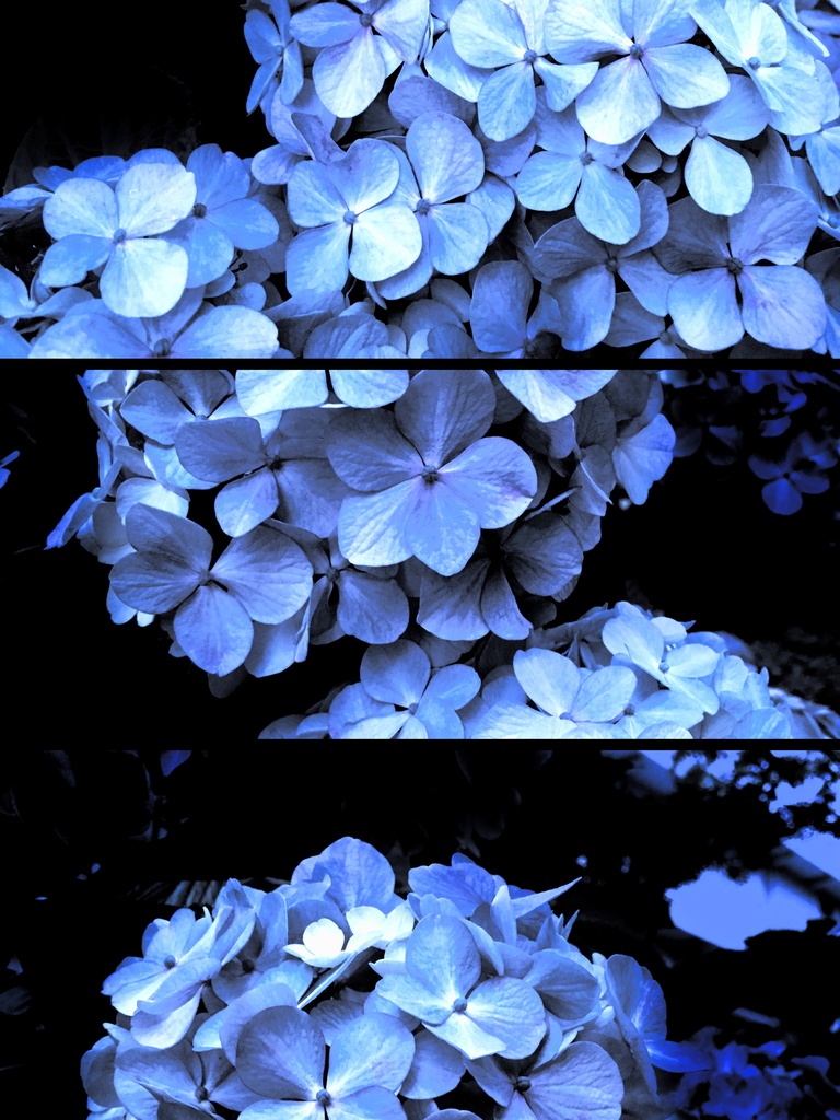 四葩 - 無情の青