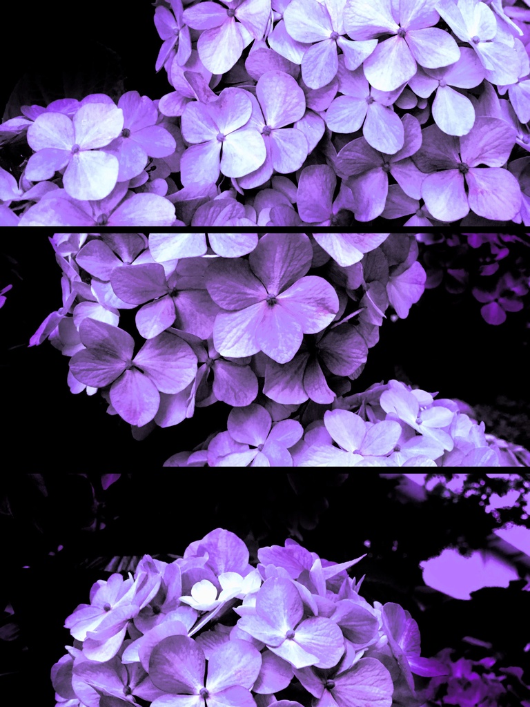 四葩 - 清澄の紫