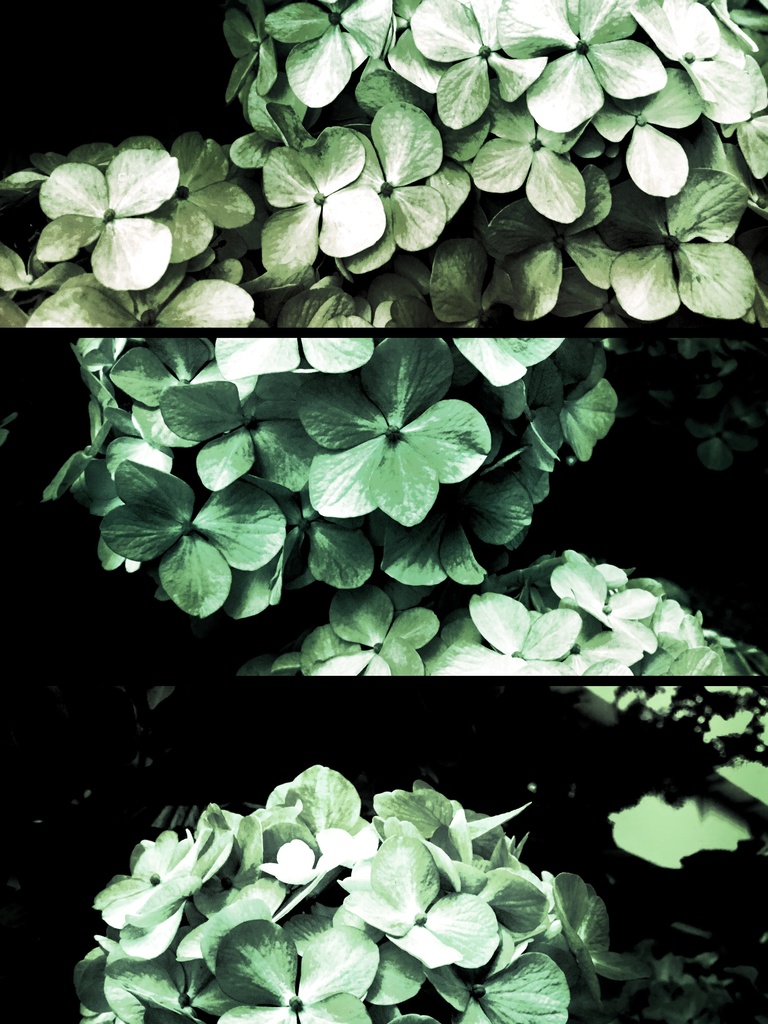 四葩 - 寛容の緑