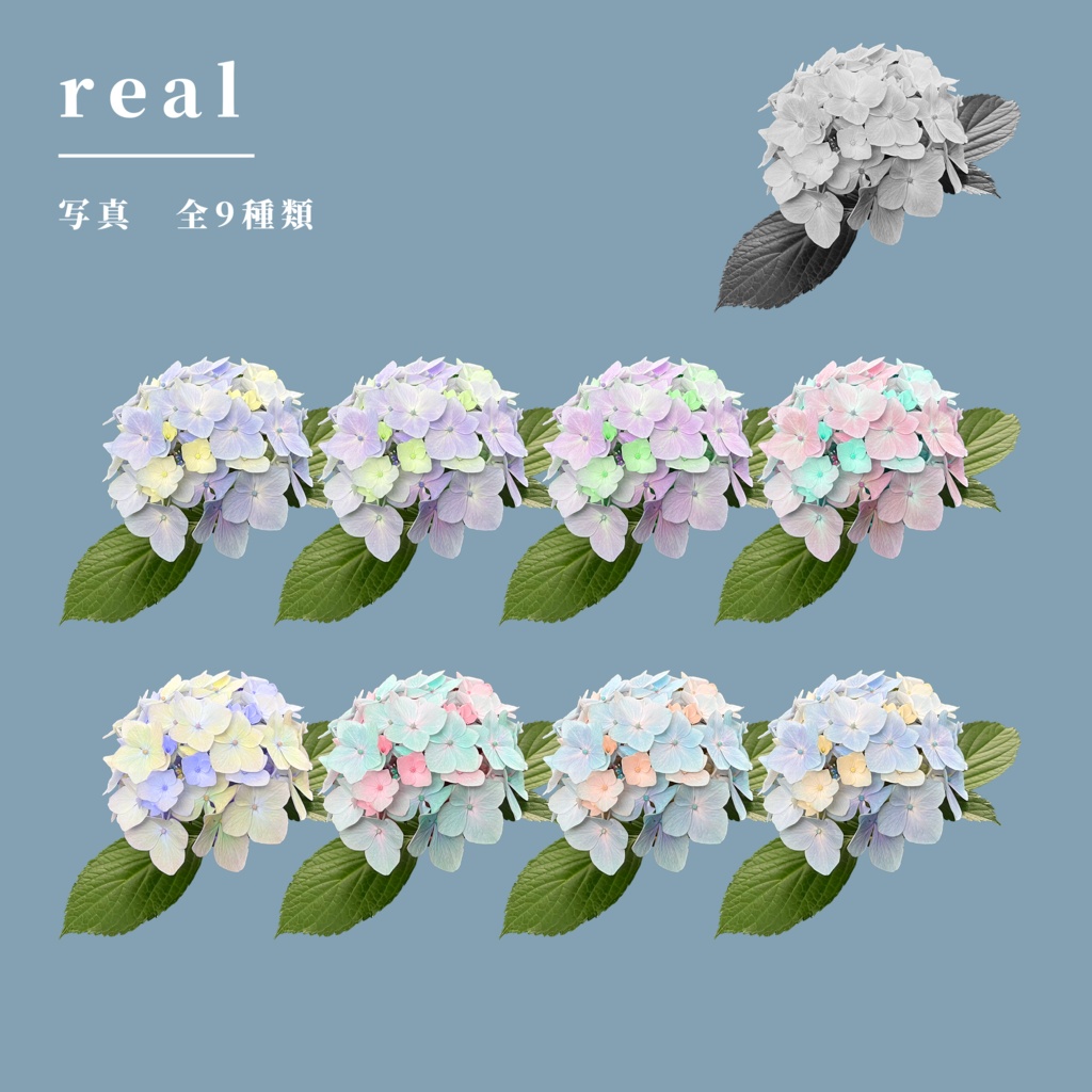 【無料/有料】紫陽花03_カラーセット【TRPG素材】