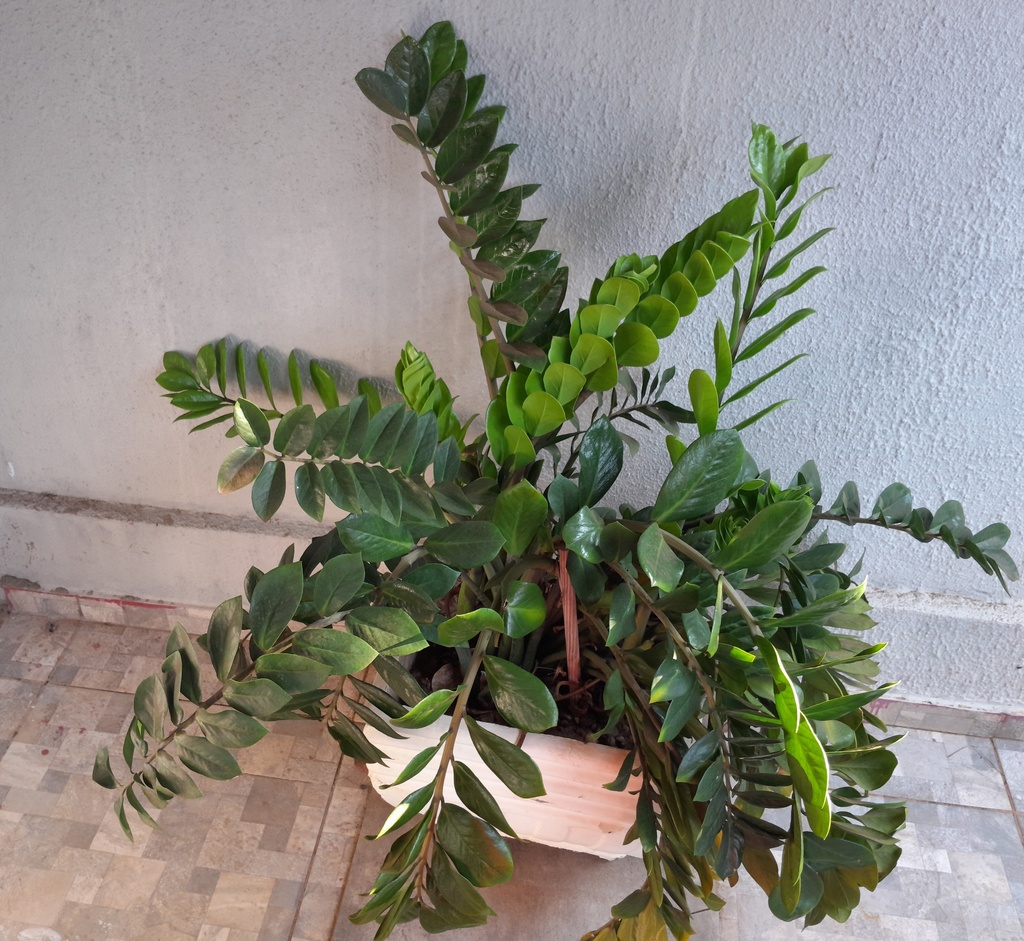 Lindas plantas e árvore do Brasil