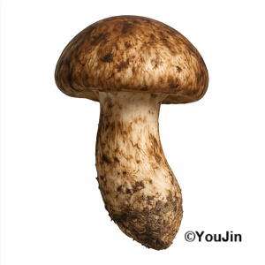 リアル松茸素材　/　Realistic Matsutake  Collection