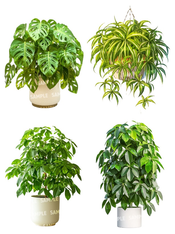 【透過素材50点】観葉植物(png)