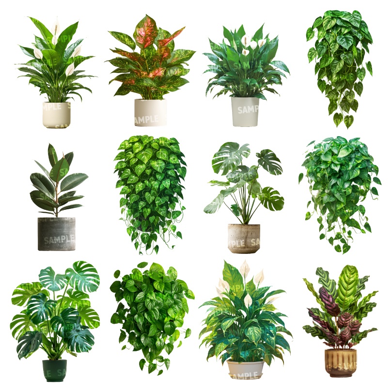 【透過素材50点】観葉植物(png)