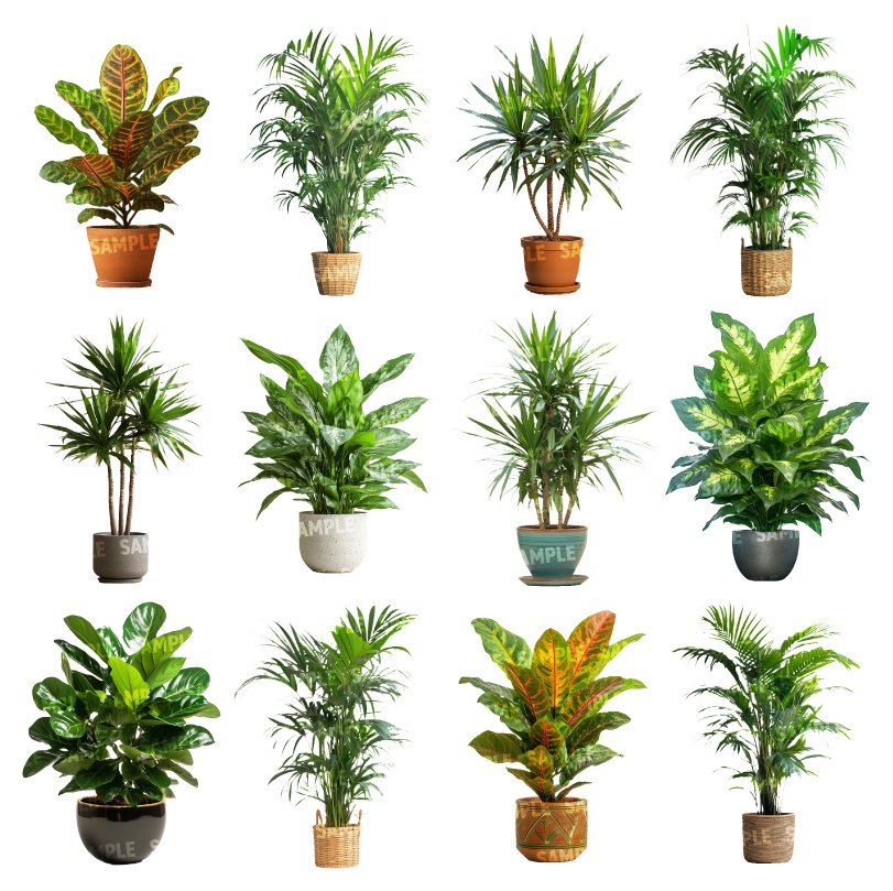 【透過素材50点】観葉植物(png)