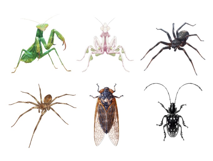 【透過素材40点】虫(png)