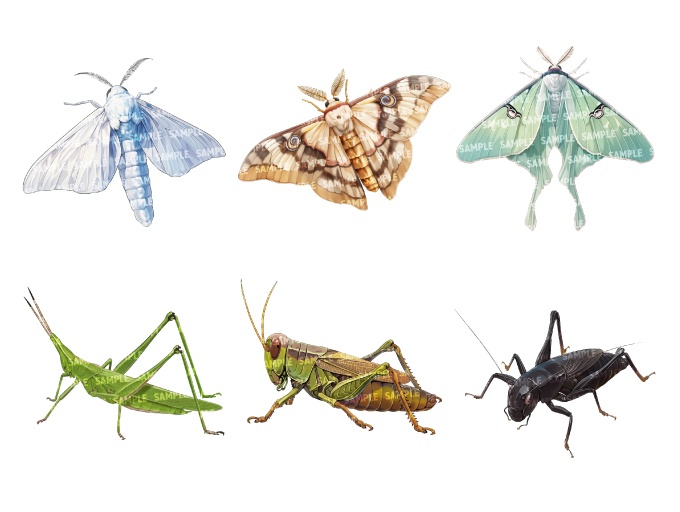 【透過素材40点】虫(png)