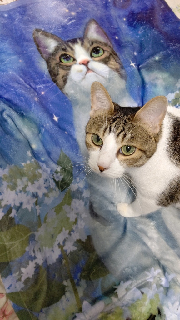 猫とあじさいブランケット