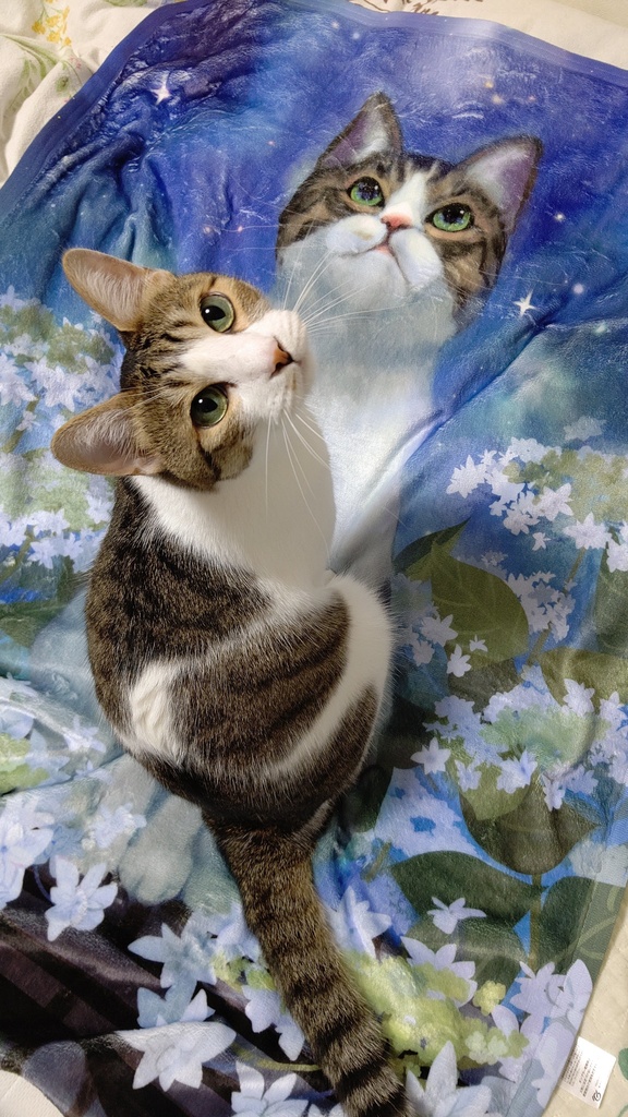 猫とあじさいブランケット