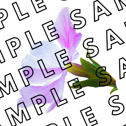 デジタルステッカー　桜草　500×500　10枚セット