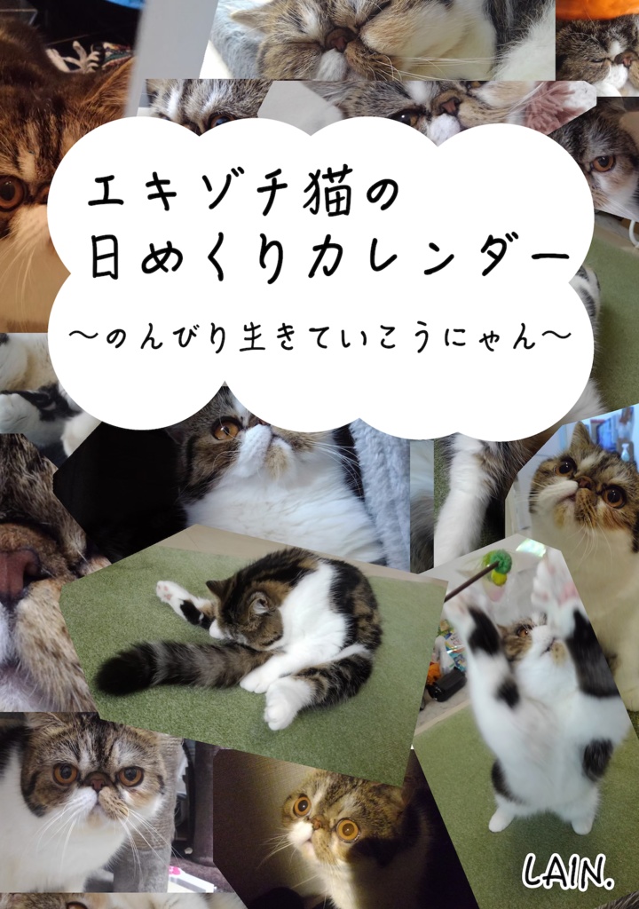 エキゾチ猫の日めくりカレンダー