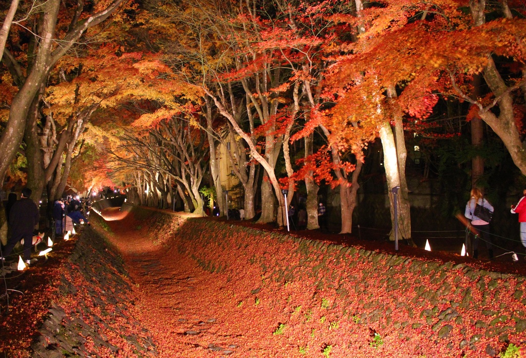 Photo Album - Momiji