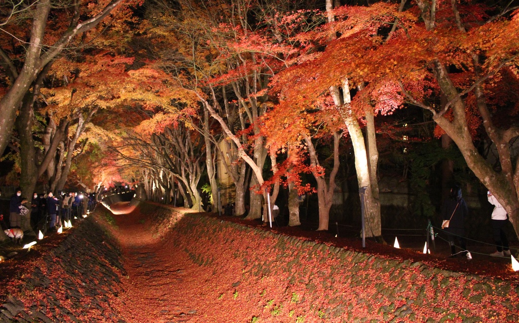 Photo Album - Momiji