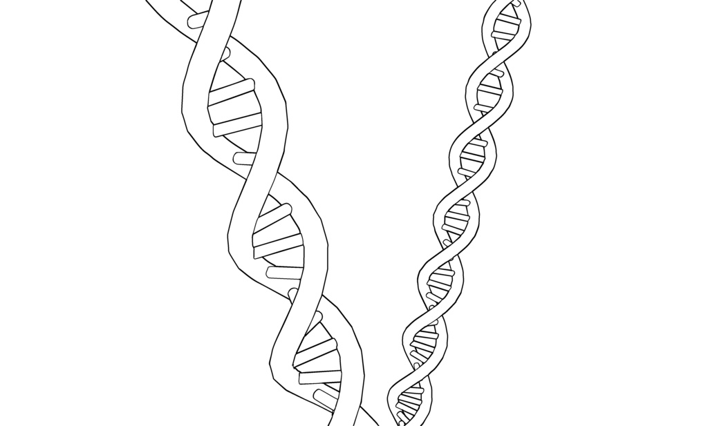 【3D素材_fbx】DNA