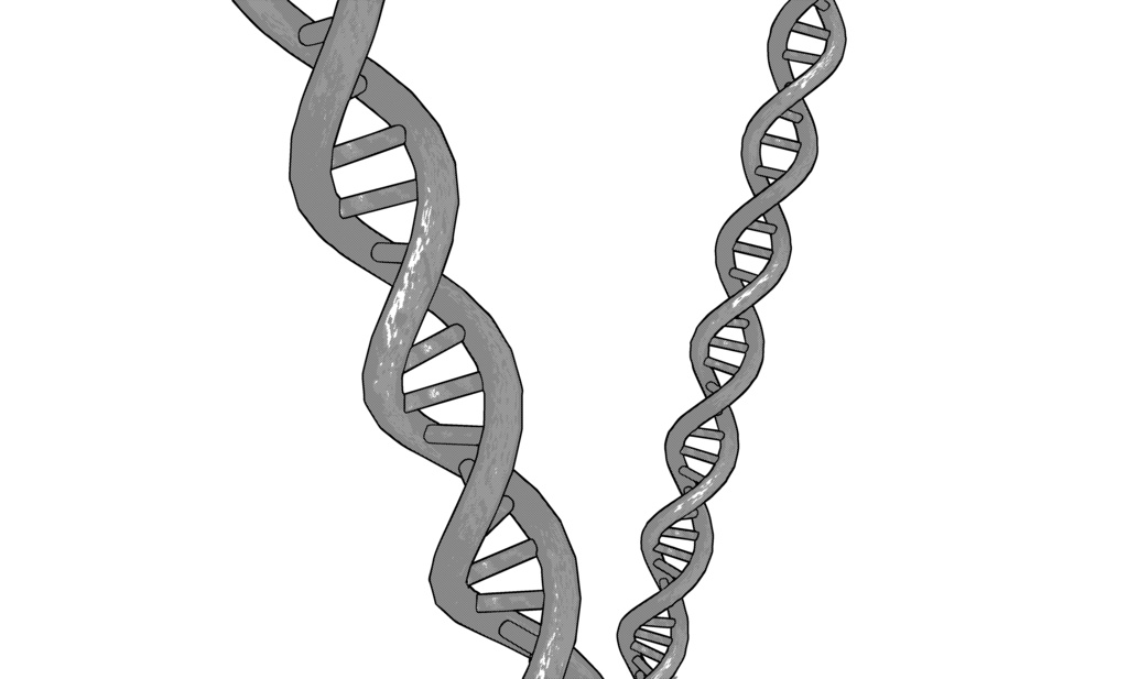 【3D素材_fbx】DNA