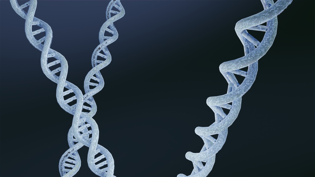 【3D素材_fbx】DNA
