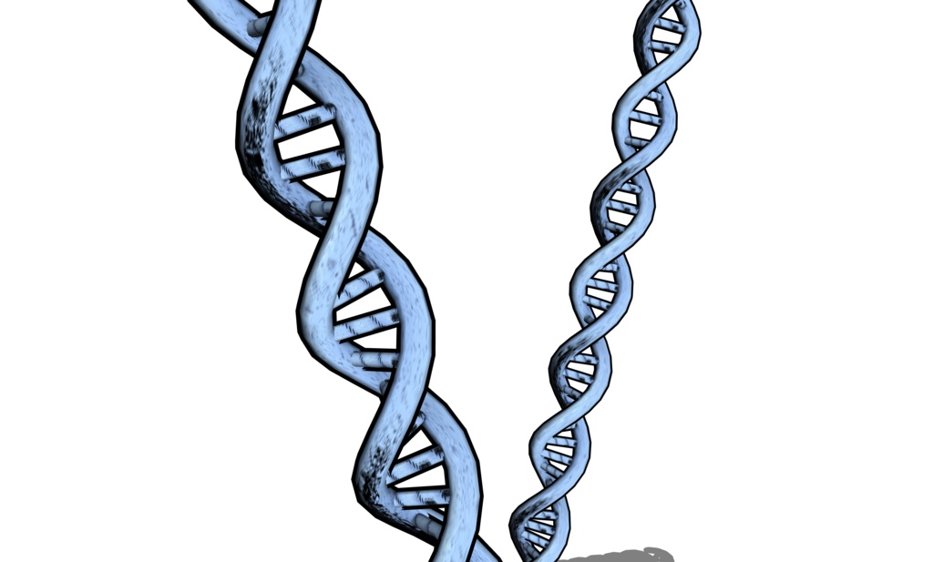 【3D素材_fbx】DNA