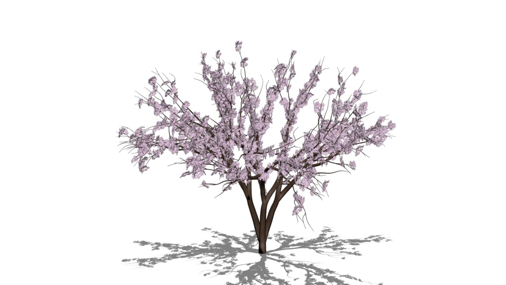 【3D素材_fbx】桜