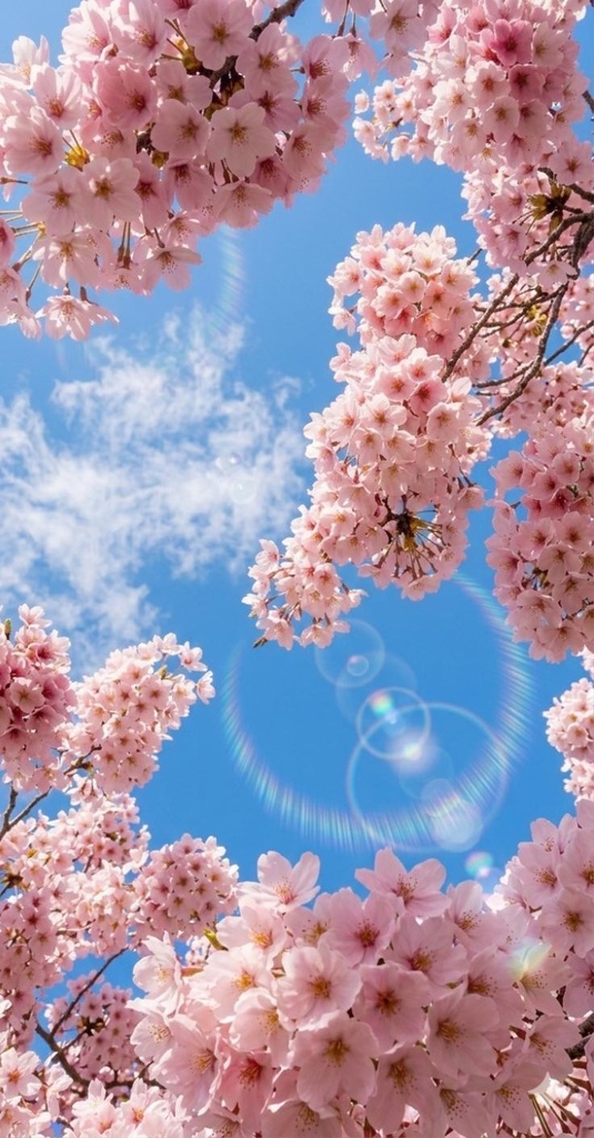 見上げる桜