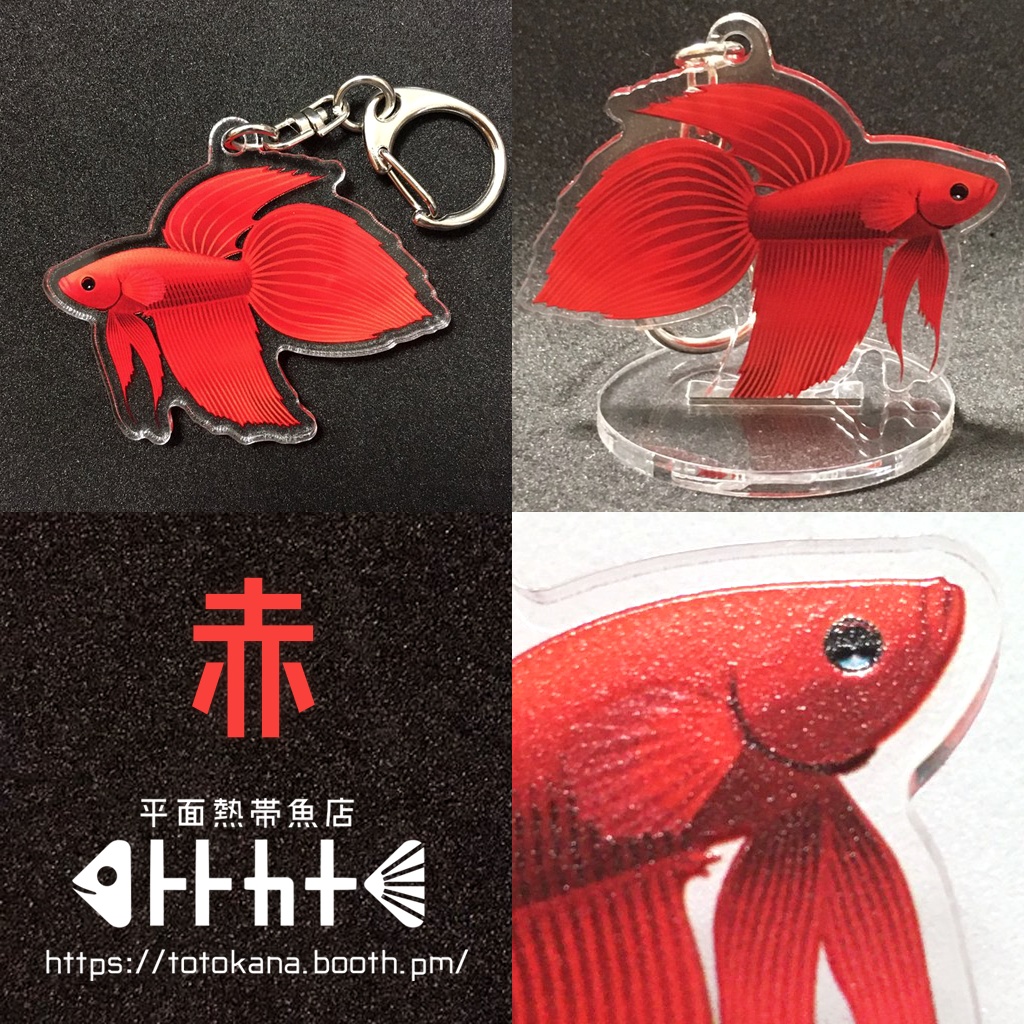 平面熱帯魚トラベタフレアリング赤青碧