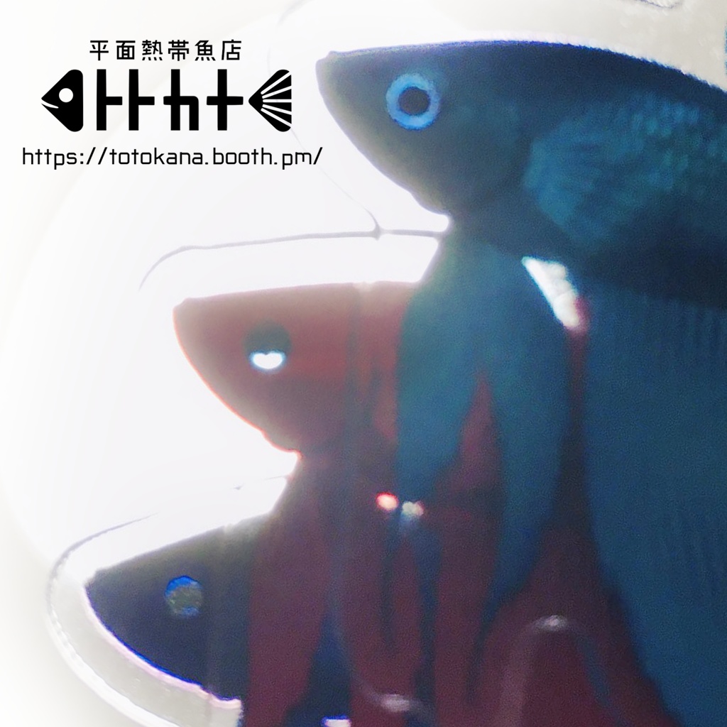平面熱帯魚トラベタフレアリング赤青碧