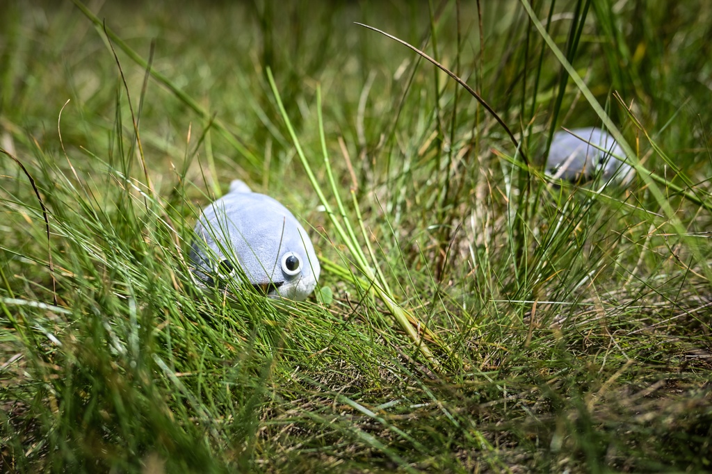まめぴす(まめたがつくったサカバンバスピス)
