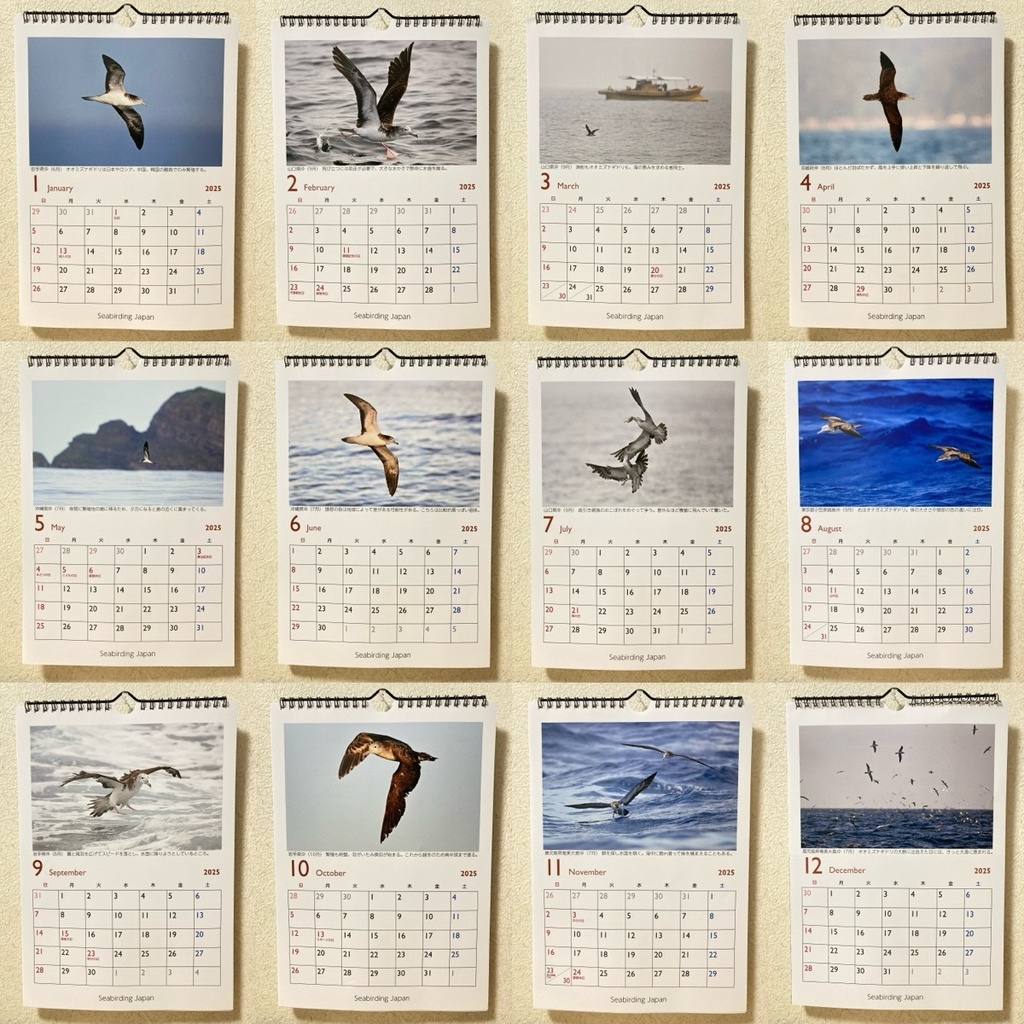 オオミズナギドリ カレンダー2025【寄付付き】