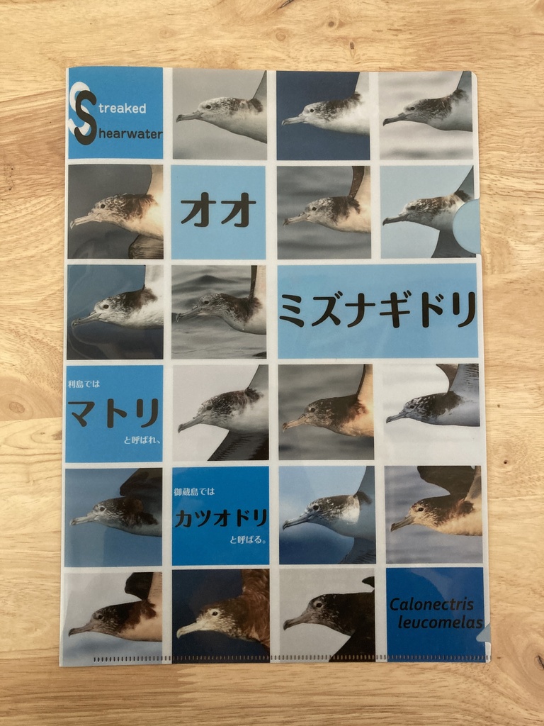 オオミズナギドリクリアファイル【寄付付き】