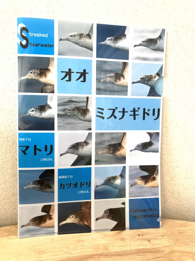 オオミズナギドリクリアファイル&ミズナギドリ類マスキングテープセット